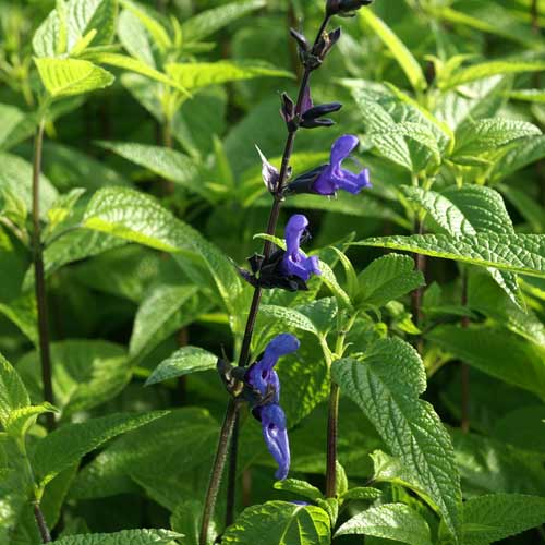 SALVIA guaranitica 'Black and Blue' SALVIA guaranitica 'Black and Blue'