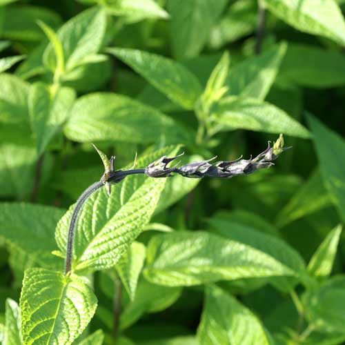SALVIA guaranitica 'Black and Blue' SALVIA guaranitica 'Black and Blue'
