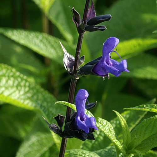SALVIA guaranitica 'Black and Blue' SALVIA guaranitica 'Black and Blue'