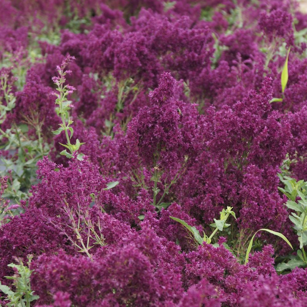 Sauge des bois (Salvia sylvestris) - PictureThis