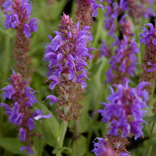 SALVIA nemorosa 'Blauhügel' SALVIA nemorosa 'Blauhügel'