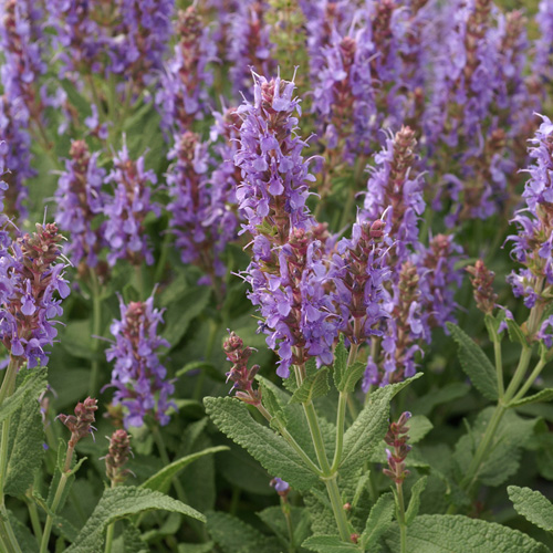SALVIA nemorosa 'Blauhügel' SALVIA nemorosa 'Blauhügel'