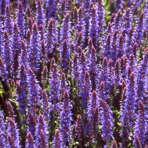 SALVIA nemorosa 'Blauhügel' SALVIA nemorosa 'Blauhügel'