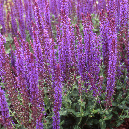 SALVIA nemorosa 'Blaukönigin' SALVIA nemorosa 'Blaukönigin'