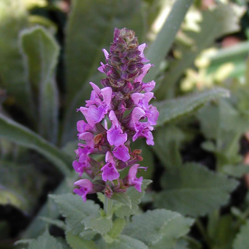 SALVIA nemorosa 'Blaukönigin' SALVIA nemorosa 'Blaukönigin'