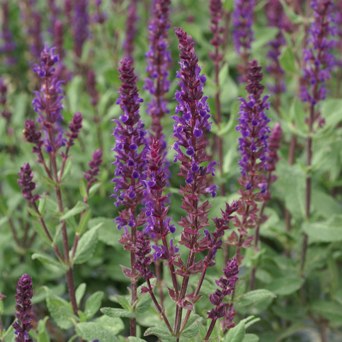 SALVIA nemorosa 'Caradonna' SALVIA nemorosa 'Caradonna'