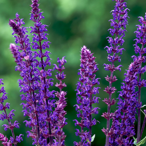 SALVIA nemorosa 'Caradonna' SALVIA nemorosa 'Caradonna'