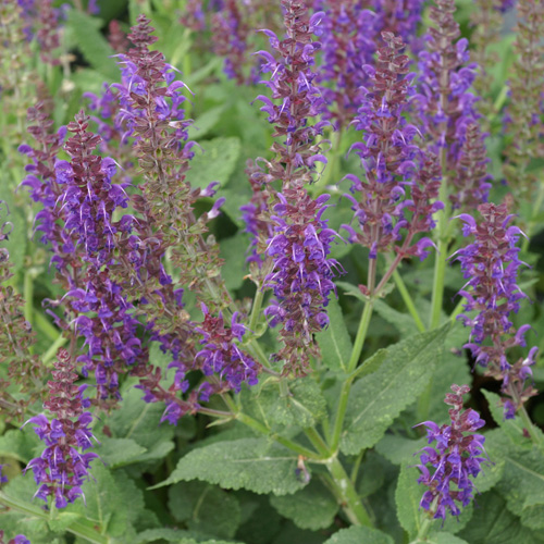 SALVIA nemorosa 'Mainacht' SALVIA nemorosa 'Mainacht'