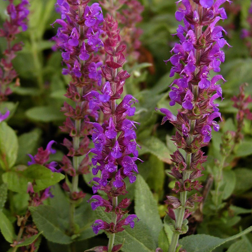 SALVIA nemorosa 'Ostfriesland' SALVIA nemorosa 'Ostfriesland'