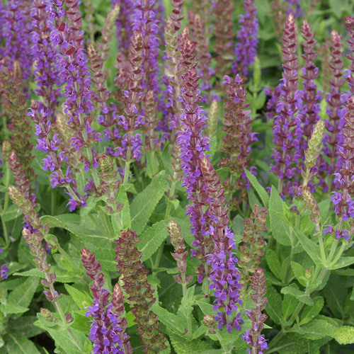 SALVIA nemorosa 'Ostfriesland' SALVIA nemorosa 'Ostfriesland'