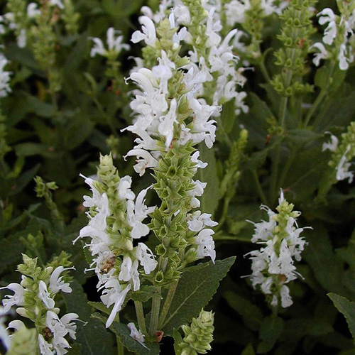 SALVIA nemorosa 'Schneehügel' SALVIA nemorosa 'Schneehügel'