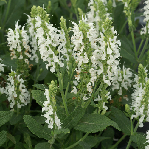 SALVIA nemorosa 'Schneehügel' SALVIA nemorosa 'Schneehügel'