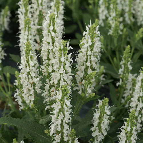 SALVIA nemorosa 'Schneehügel' SALVIA nemorosa 'Schneehügel'