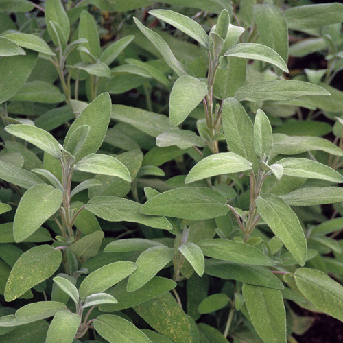 SAUGE officinale - Sauge officinale - SALVIA officinalis - pépinières  Lepage Bretagne Bord de mer