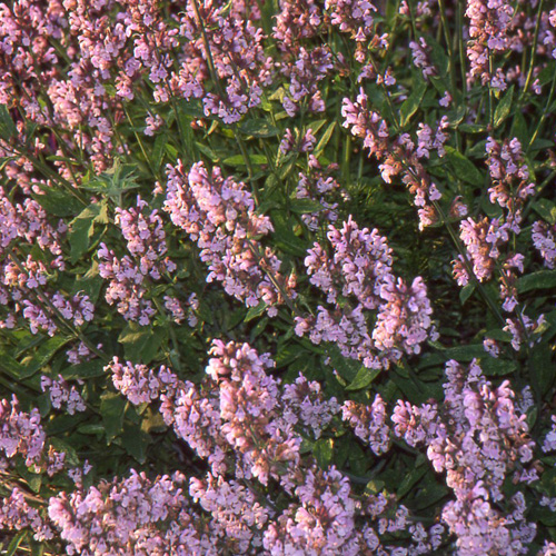 SALVIA officinalis 'Aubigné sur Layon' SALVIA officinalis 'Aubigné sur Layon'