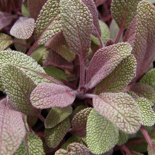 SALVIA officinalis 'Purpurascens' SALVIA officinalis 'Purpurascens'