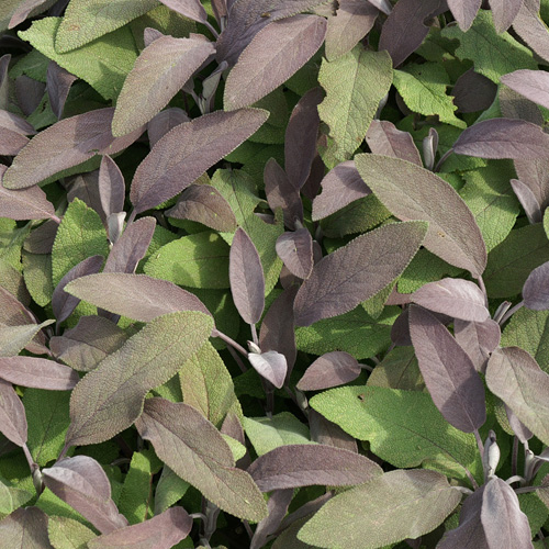 SALVIA officinalis 'Purpurascens' SALVIA officinalis 'Purpurascens'