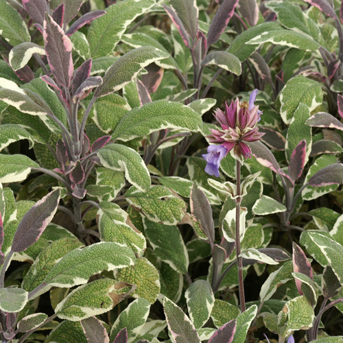 SALVIA officinalis 'Tricolor' SALVIA officinalis 'Tricolor'