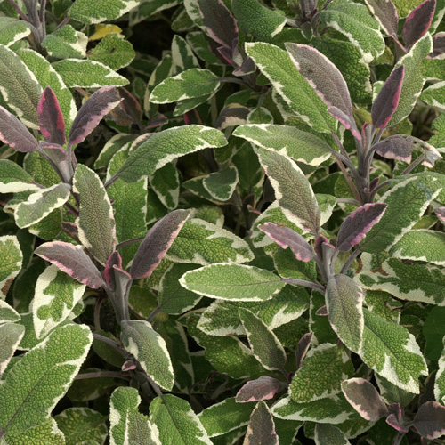 SALVIA officinalis 'Tricolor' SALVIA officinalis 'Tricolor'