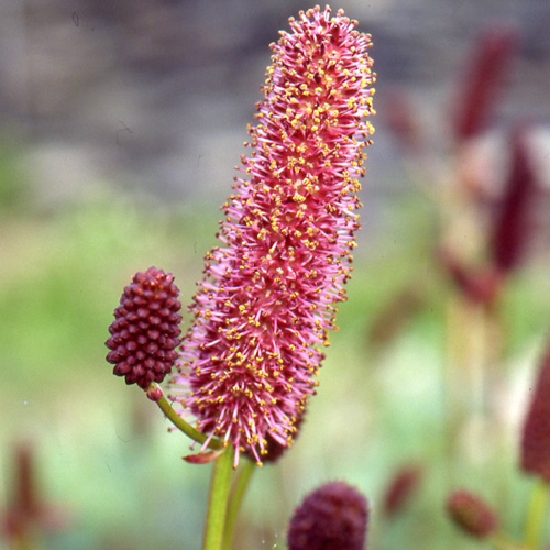 SANGUISORBA menziesii SANGUISORBA menziesii
