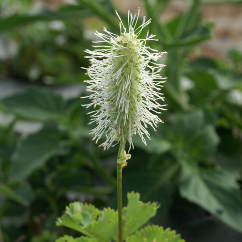 SANGUISORBA obtusa 'Alba' SANGUISORBA obtusa 'Alba'