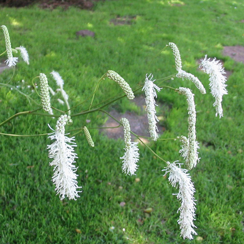 SANGUISORBA tenuifolia var. alba SANGUISORBA tenuifolia var. alba