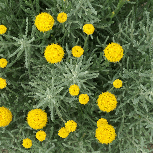 SANTOLINA pinnata SANTOLINA pinnata