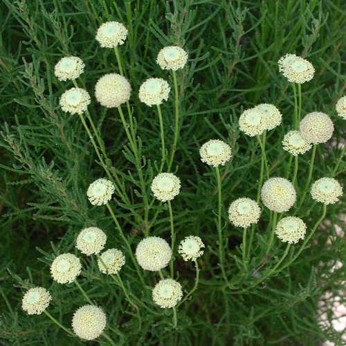 SANTOLINA rosmarinifolia (virens) SANTOLINA rosmarinifolia (virens)