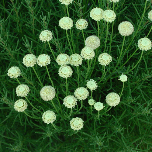 SANTOLINA rosmarinifolia (virens)