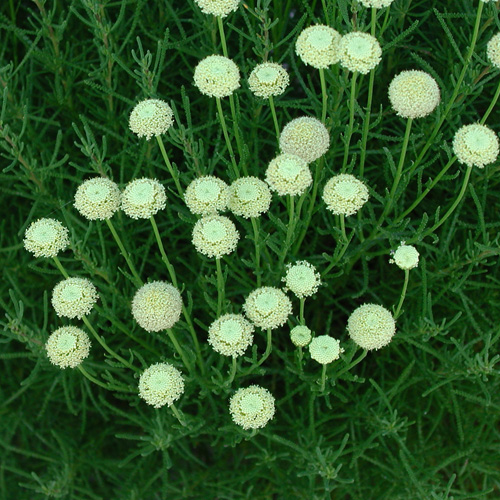 SANTOLINA rosmarinifolia (virens) SANTOLINA rosmarinifolia (virens)