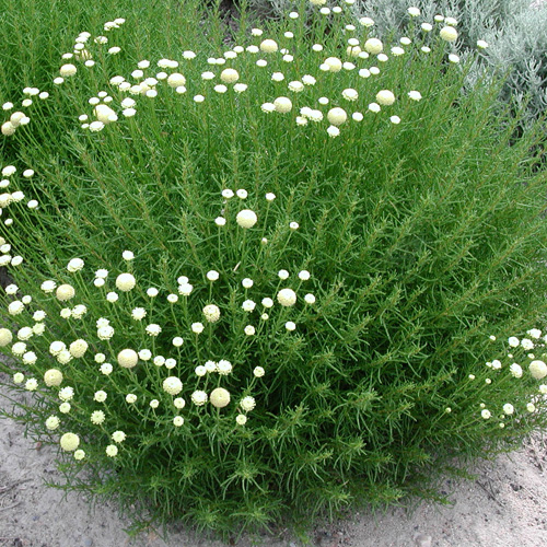 SANTOLINA rosmarinifolia (virens) SANTOLINA rosmarinifolia (virens)