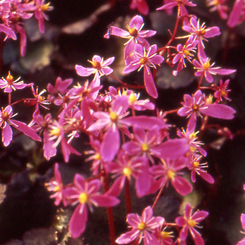 SAXIFRAGA cortusifolia 'Black ruby' SAXIFRAGA cortusifolia 'Black ruby'