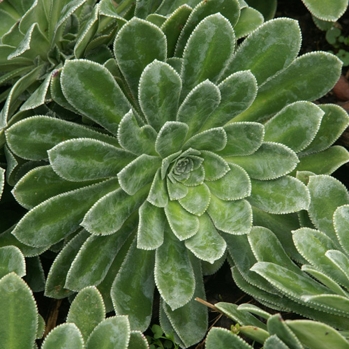 SAXIFRAGA cotyledon 'Southside Seedling' SAXIFRAGA cotyledon 'Southside Seedling'