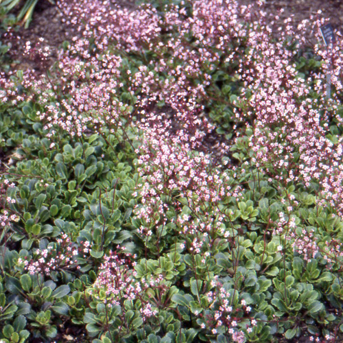 SAXIFRAGA x urbium SAXIFRAGA x urbium