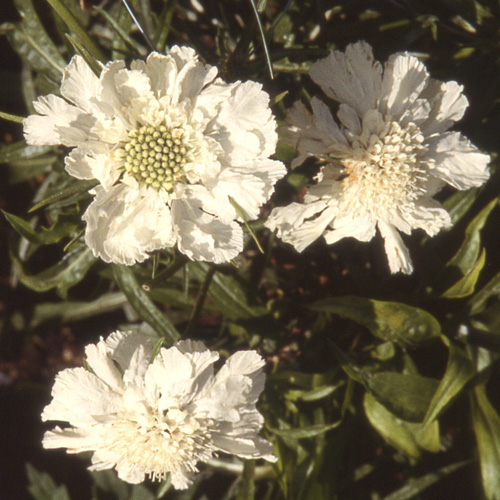 SCABIOSA caucasica 'Alba' SCABIOSA caucasica 'Alba'
