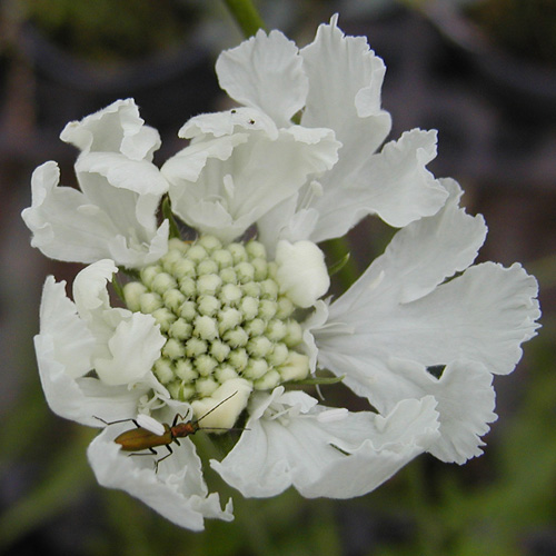 SCABIOSA caucasica 'Alba' SCABIOSA caucasica 'Alba'