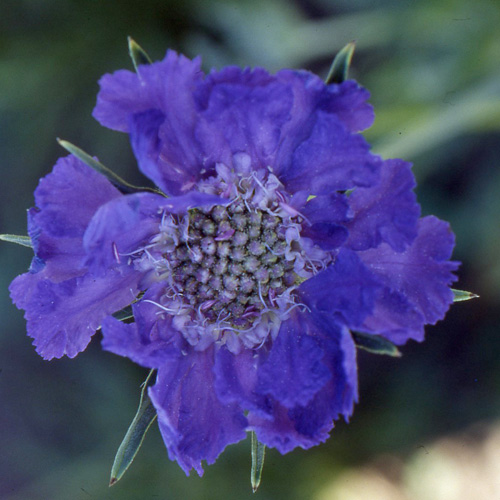 SCABIOSA caucasica 'Stäfa' SCABIOSA caucasica 'Stäfa'