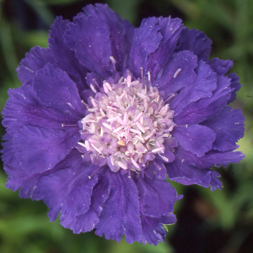 SCABIOSA caucasica 'Stäfa' SCABIOSA caucasica 'Stäfa'