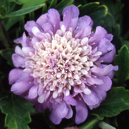 SCABIOSA columbaria 'Butterfly Blue' SCABIOSA columbaria 'Butterfly Blue'