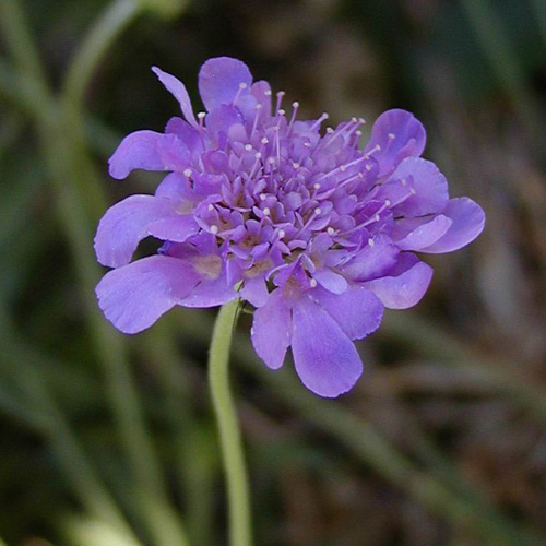 SCABIOSA columbaria 'Butterfly Blue' SCABIOSA columbaria 'Butterfly Blue'