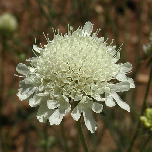 SCABIOSA ochroleuca SCABIOSA ochroleuca