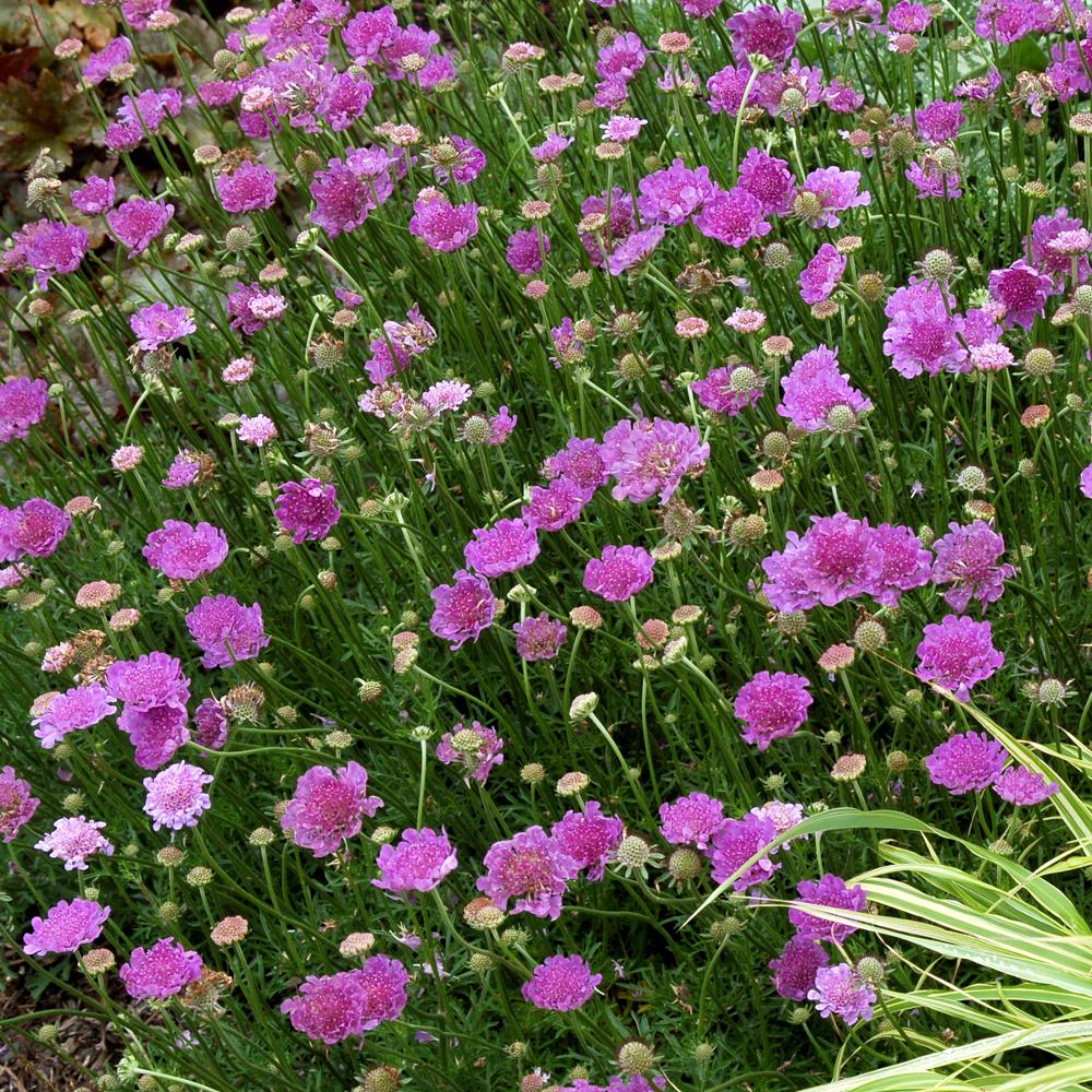 Plantes Vivaces SCABIOSA 'Vivid Violet' ® - Scabieuse en vente - Pépinière  Lepage