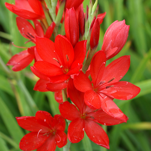 SCHIZOSTYLIS coccinea SCHIZOSTYLIS coccinea