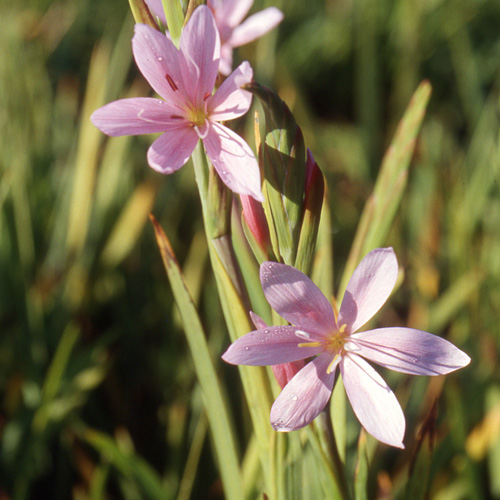 SCHIZOSTYLIS coccinea 'November Cheer' SCHIZOSTYLIS coccinea 'November Cheer'