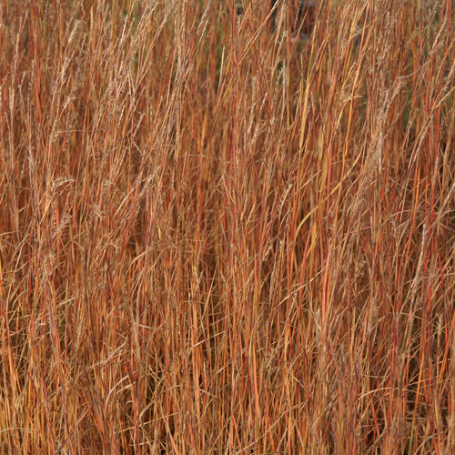 SCHIZACHYRIUM scoparium (Andropogon) SCHIZACHYRIUM scoparium (Andropogon)