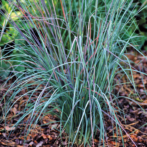 SCHIZACHYRIUM scoparium 'Prairies Blues' SCHIZACHYRIUM scoparium 'Prairies Blues'