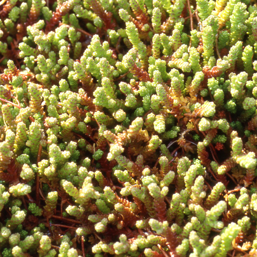 SEDUM acre SEDUM acre