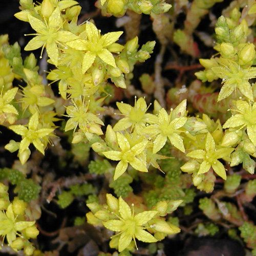 SEDUM acre SEDUM acre