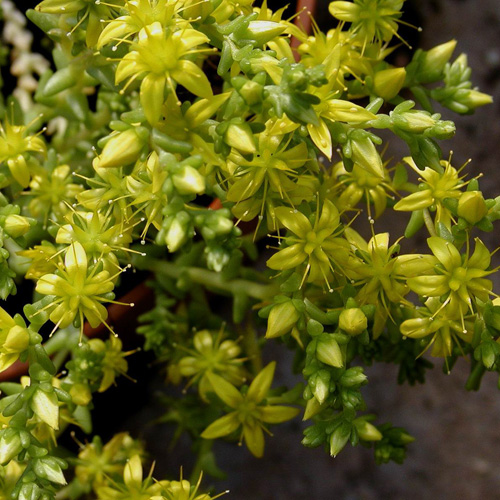 SEDUM acre SEDUM acre