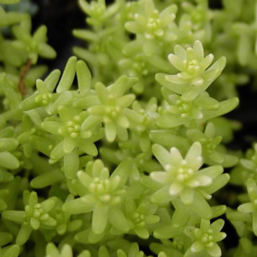 SEDUM acre 'Elegans' SEDUM acre 'Elegans'